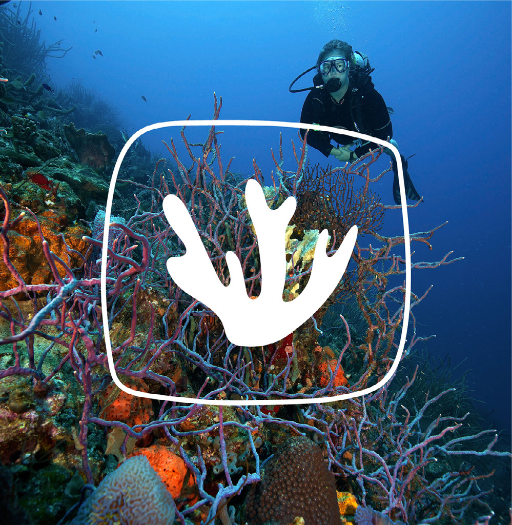 Diving in Bonaire