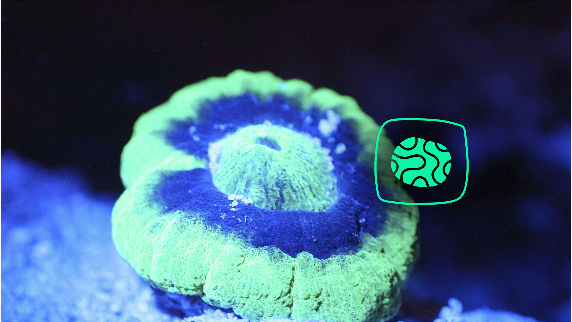 Nocturnal Reef Adventure